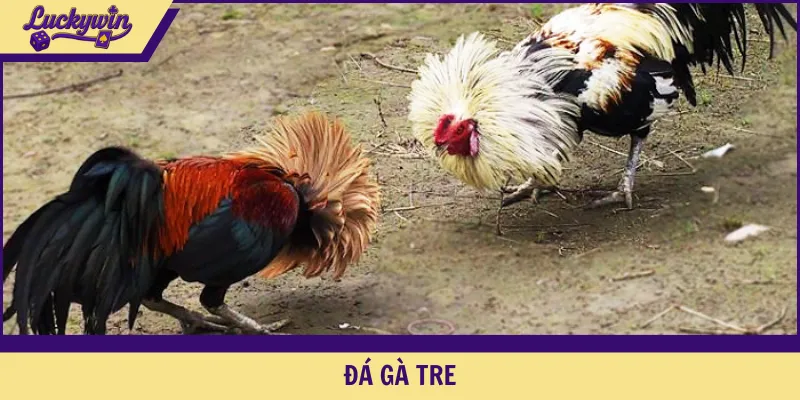 đá gà tre
